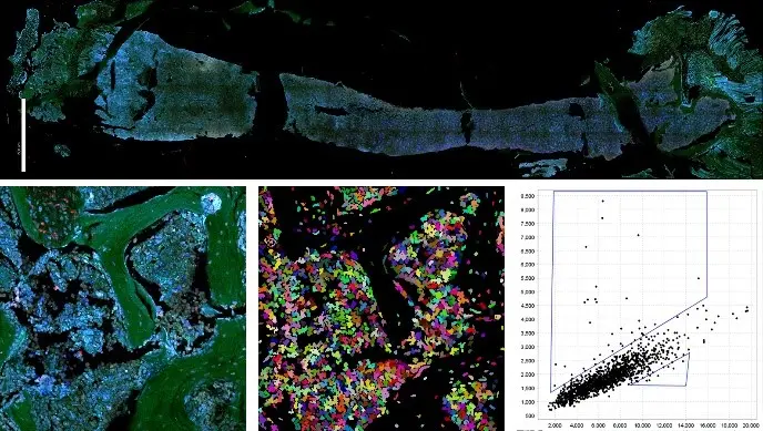 imaging from the flow and tissue cytometry core