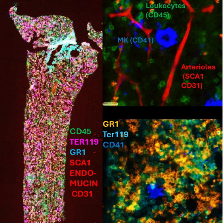 Collage of 3 multiplex images showing mouse bone marrow cells using a Phenocycler 2.0 tool