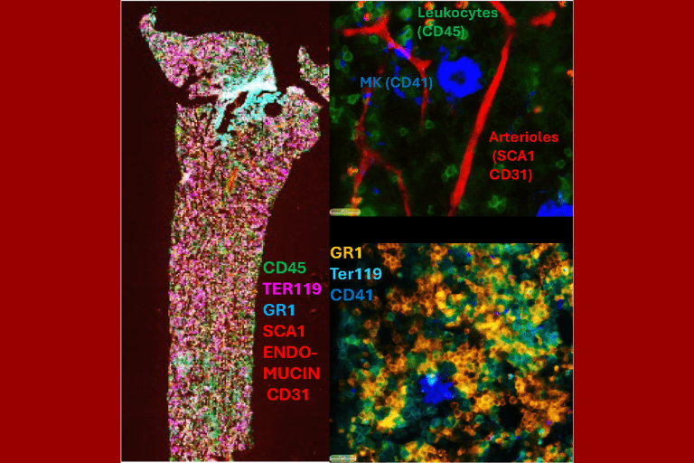 multiplex images of mouse bone marrow using Phenocycler 2.0 technology