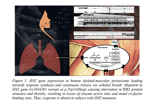 Graphic from the abstract, "From dynamic nature to human origin of breath isoprene – an investigative story "