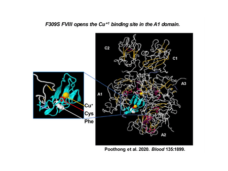 Overcoming FVIII protein misfolding and cell toxicity