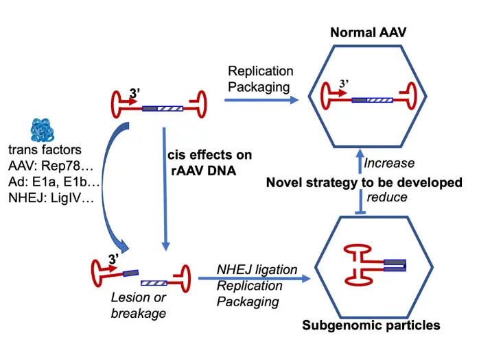 Graphic showing the structure of subgenomic AAV vector particles