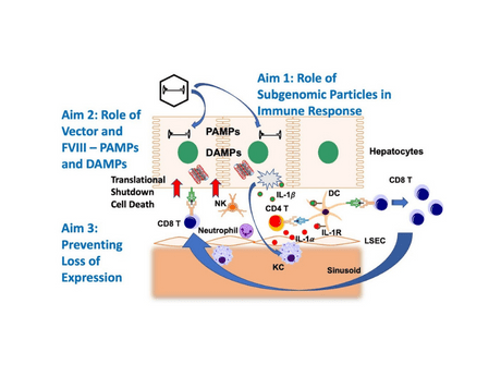 Mechanisms of Innate and Adaptive Immune Responses to AAV-FVIII Gene Transfer