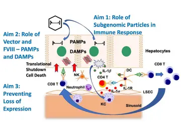 Mechanisms of Innate and Adaptive Immune Responses to AAV-FVIII Gene Transfer