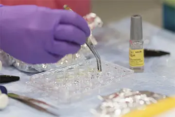 Up close view of gloved hands using tweezers to place samples into a tray