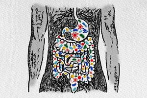 an illustration shows a human torso with gastrointestinal system highlighted. multi-colored bacteria populate the organs.