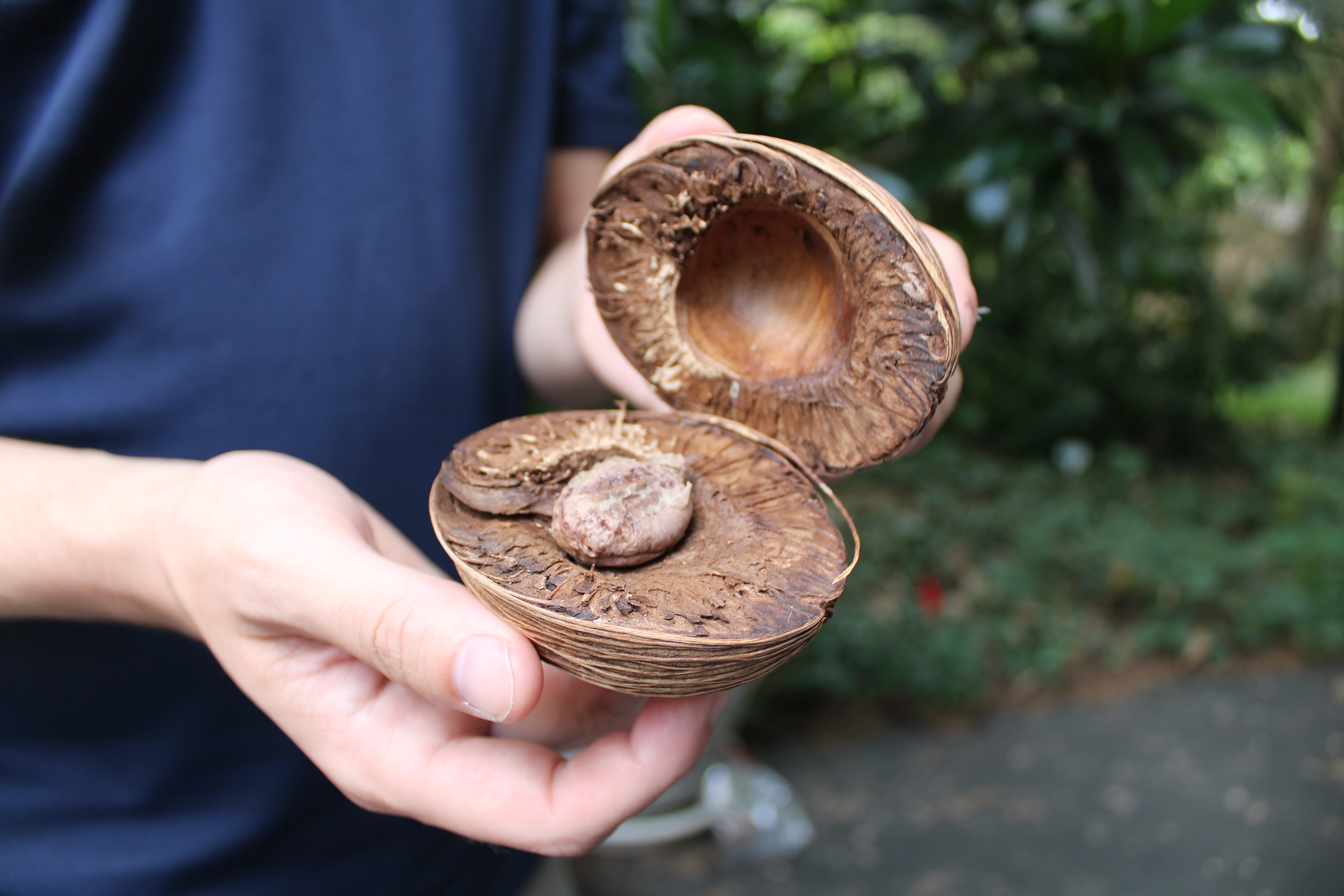 Photo of a toxic plant seed