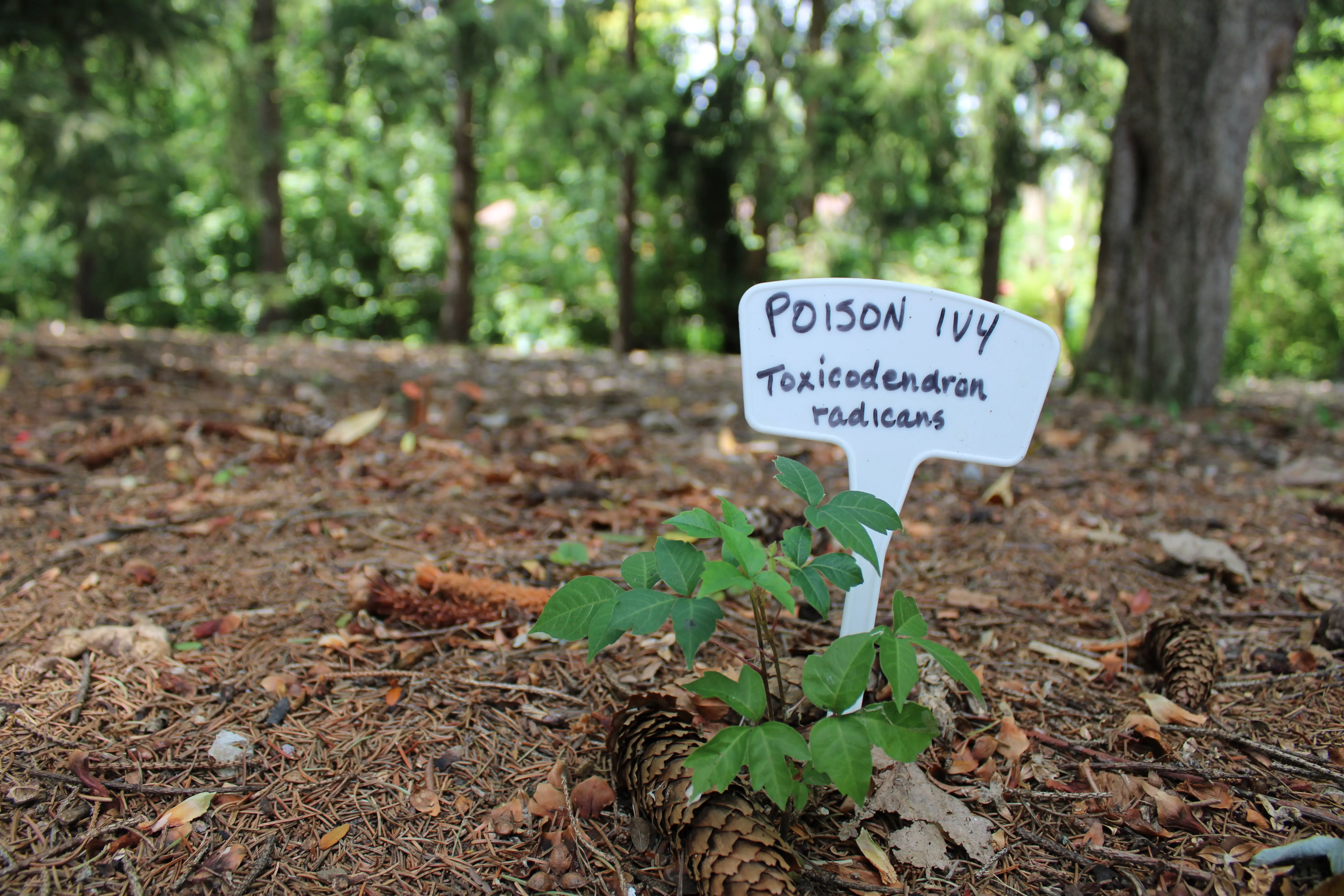 Poison ivy in the woods labeled with a white garden sign. 