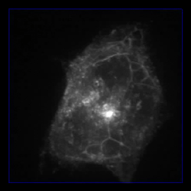 living cell imaging