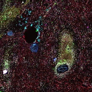 codex imaging