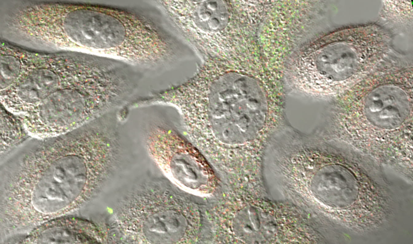 close up imaging of cells