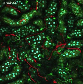 multiphoton imaging