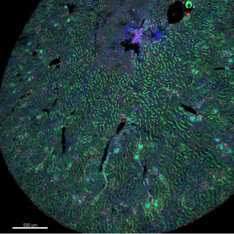visualization imaging