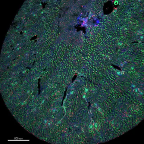 visualization imaging