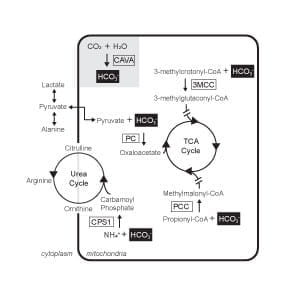Biochemical Pathway Miller et al 2020
