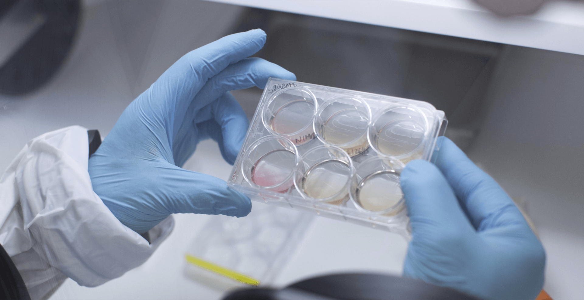 two gloved hands hold a lab sample