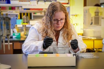 a researcher studies cell cultures in the lab