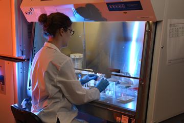 a student works in a hood in the Hashino Lab
