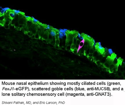 Mouse nasal epithelium showing mostly ciliated cells, scattered goble cells, and a lone solitary chemosensory cell.