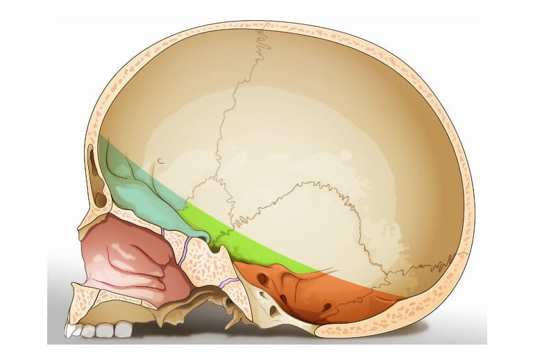 Illustration of Skull Base