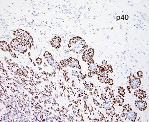 Case image 5