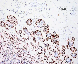 Case image 5