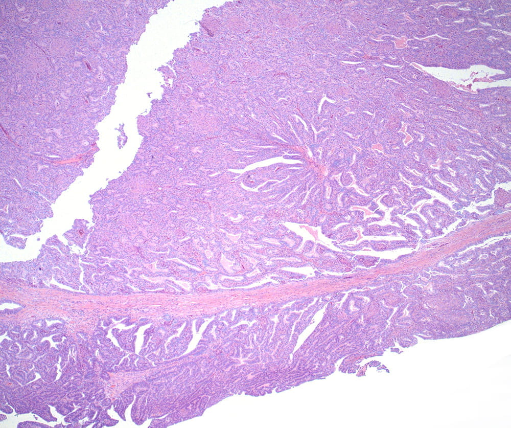 Case of the Month, Figure 1
