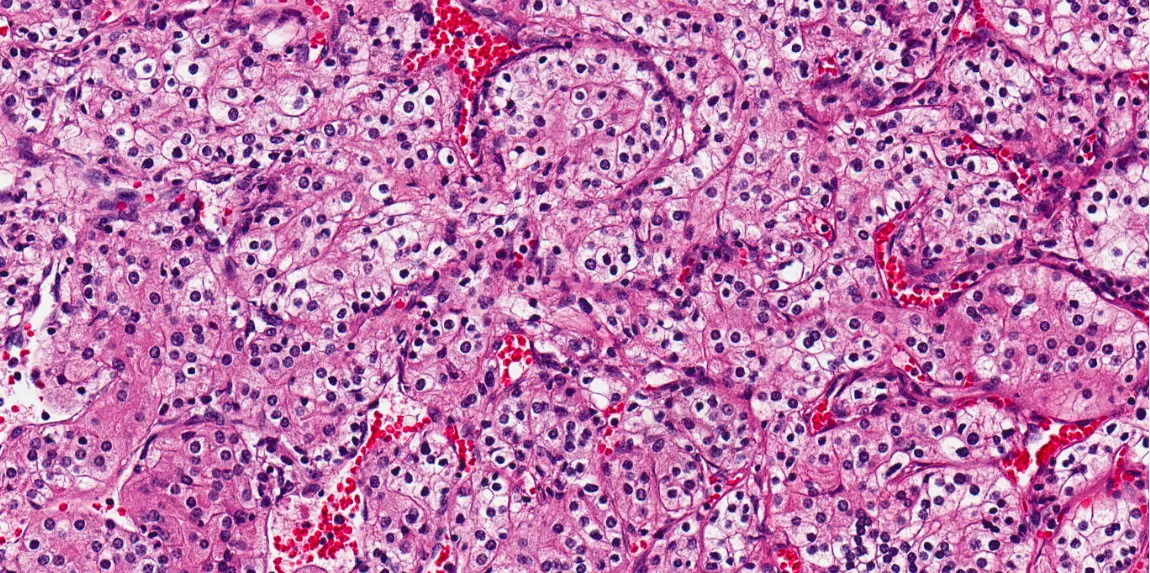 A photo of cells and internal structures, magnified 200 times