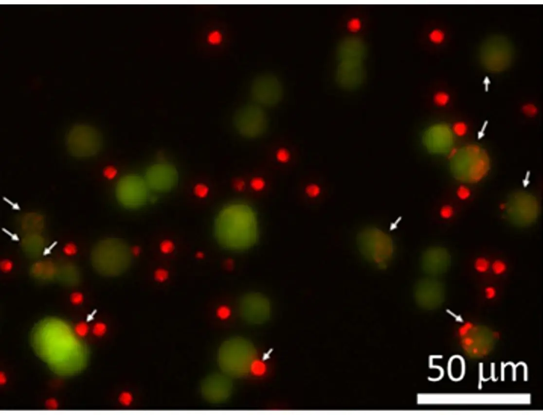 A microscopy image displaying green and red fluorescence dots with arrows pointing to specific areas of overlap. The scale bar indicates 50 micrometers, and the image suggests a focus on colocalization or cellular interactions.