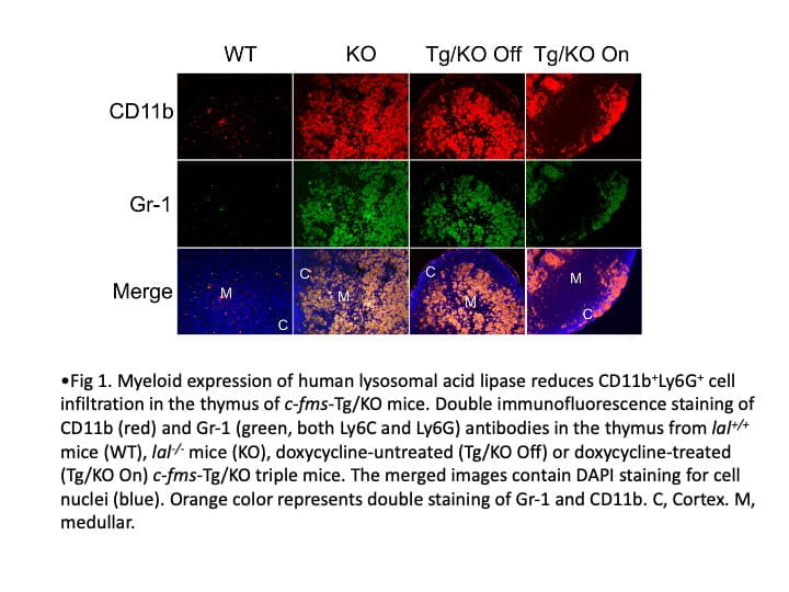 A panel of immunofluorescence images showing CD11b (red) and Gr-1 (green) staining in the thymus of mice under different conditions