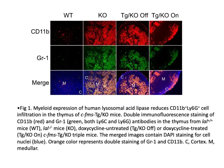 A panel of immunofluorescence images showing CD11b (red) and Gr-1 (green) staining in the thymus of mice under different conditions