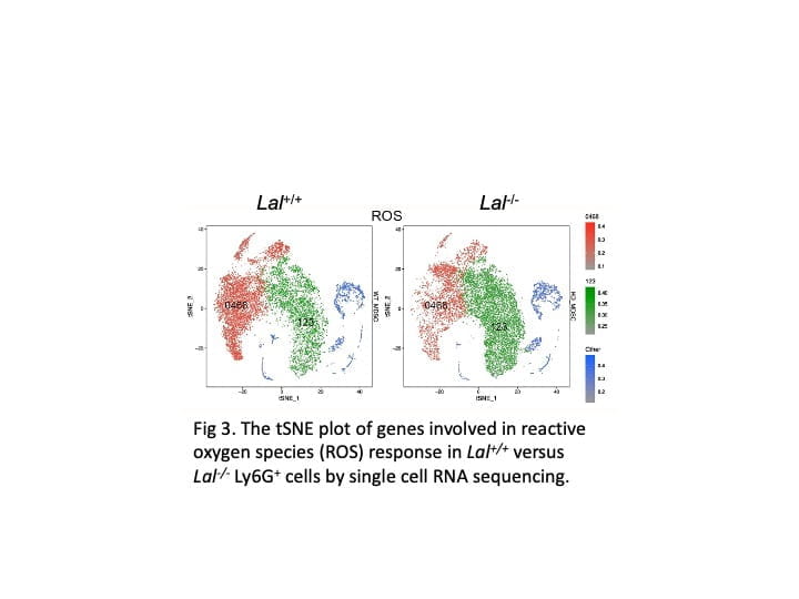 A t-SNE plot comparing gene expression profiles of reactive oxygen species (ROS) response in Lal+/+ and Lal-/- Ly6G+ cells. Data points are color-coded, showing differences in gene involvement across the two conditions based on single-cell RNA sequencing.
