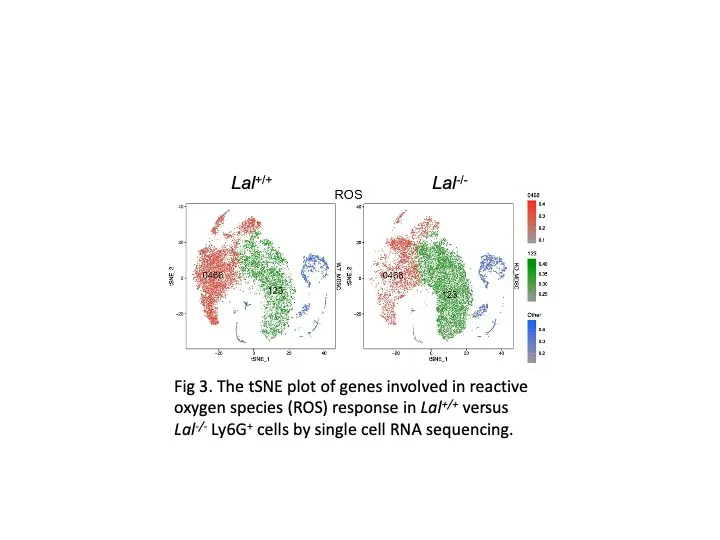 A t-SNE plot comparing gene expression profiles of reactive oxygen species (ROS) response in Lal+/+ and Lal-/- Ly6G+ cells. Data points are color-coded, showing differences in gene involvement across the two conditions based on single-cell RNA sequencing.