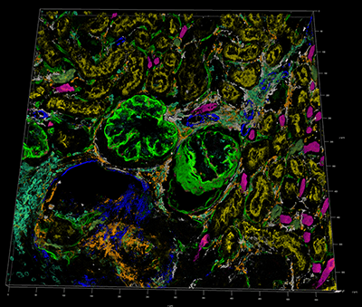mouse kidney imaging in green, blue and purple