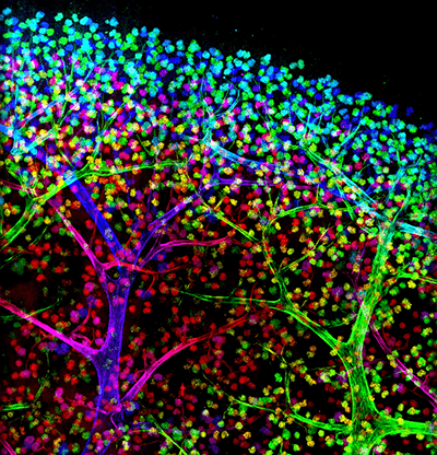 glomeruli kidney imaging in blue, purple and green