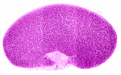purple and pink imaging of the kidney
