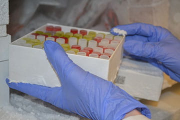 Gloved hands carrying a box full of patient samples in test tubes.