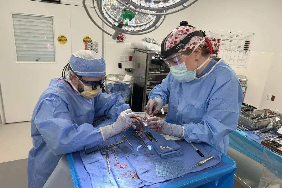 Two surgeons perform a surgical procedure.