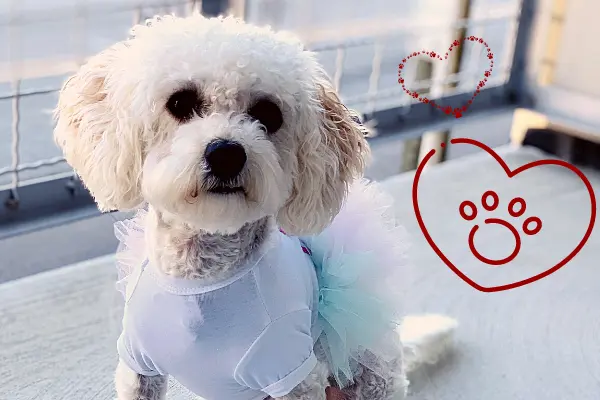 Small dog with two hearts