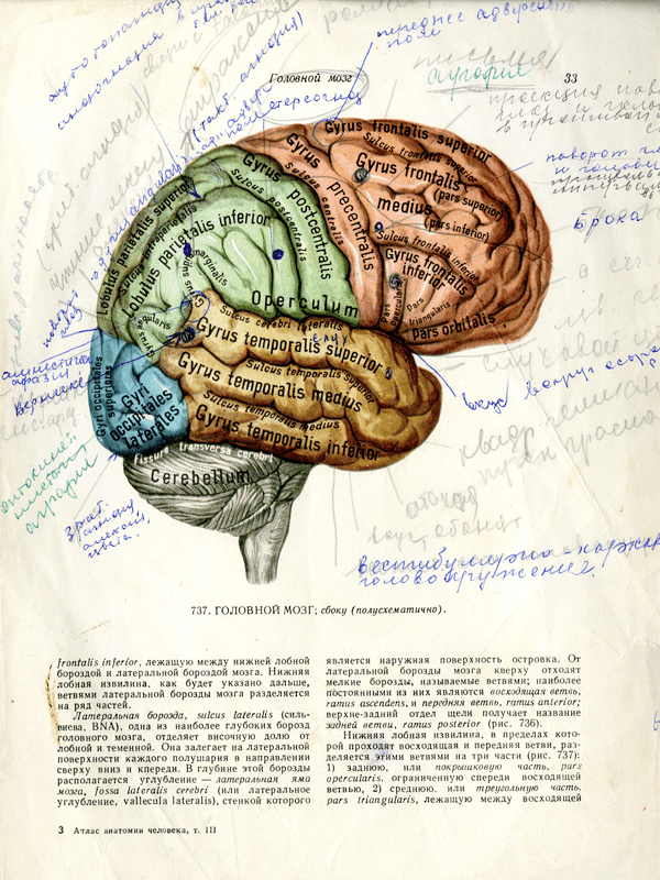 An image of brain with Russian notes