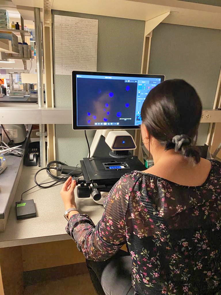 anna branco taking images on the EVOS microscope 