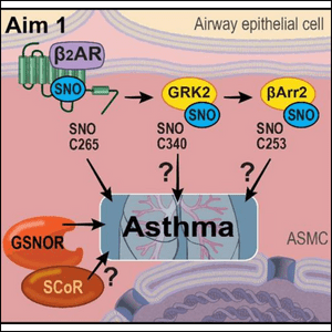Scientific graphic defining the role of S-nitrosylation of specific β2AR signaling components (β2AR, GRK2, β-Arrestin2), and in particular the role of GSNO