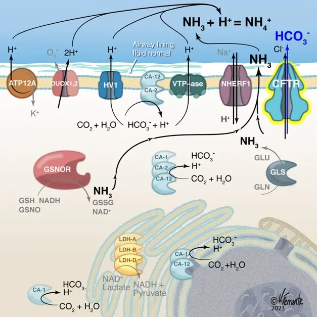 scientific graphic showcasing the Gaston Lab's project 2 research