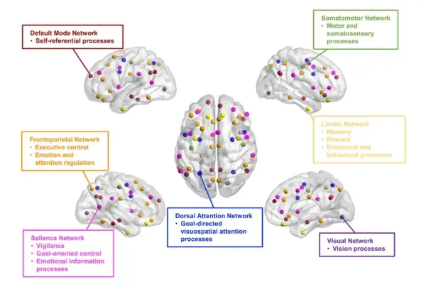 Human functional brain networks