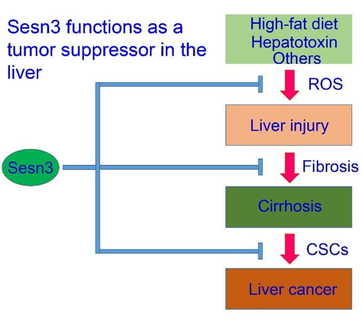 flow chart shows how sesn3 functions as a tumor suppressor in the liver
