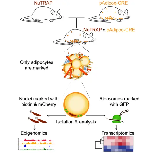 graphic shows nuTRAP mouse