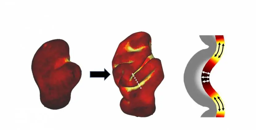illustration of how a brain fold develops