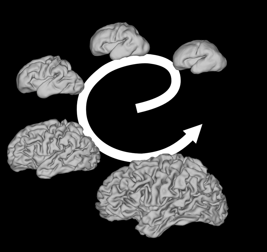 modeling of brains shows the cycle of brain folds developing