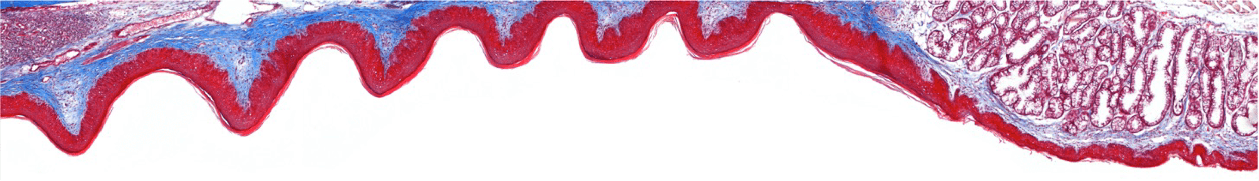 imaging of epithelial stem cells