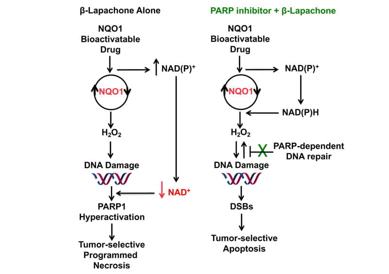 a graphic showing NQO1 cell signaling